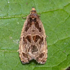 Basswood Olethreutes Moth thumbnail 3
