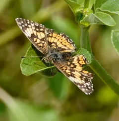 Gorgone Checkerspot thumbnail 3