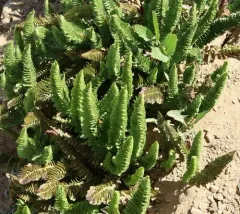 Lemmon's holly fern thumbnail 3