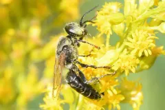Tachytes pennsylvanicus thumbnail 1