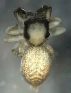 Nell's Tiny Jumping Spider thumbnail 3