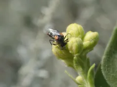 Ripiphorus columbianus thumbnail 4