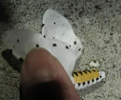 Estigmene albida thumbnail 4