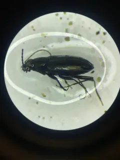Bembidion lorquinii thumbnail 2