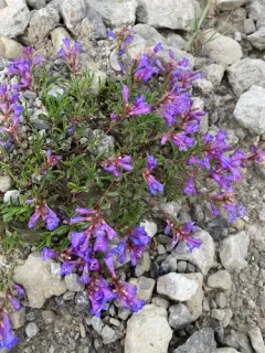 Leonard's Beardtongue thumbnail 3