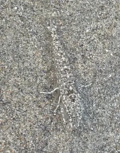 Smooth Bay Shrimp thumbnail 2