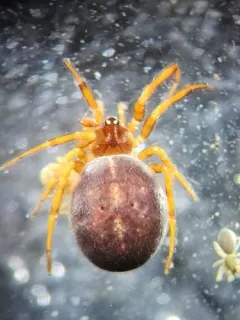 Steatoda hespera thumbnail 4