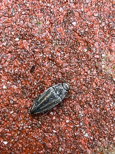 Lined Buprestid Beetle