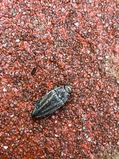 Lined Buprestid Beetle thumbnail 1