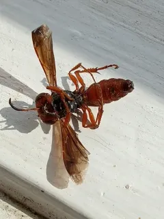 Eucerceris superba thumbnail 1