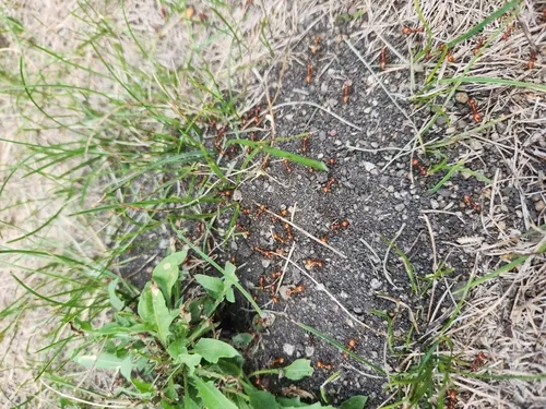Foothills Amazon Ant