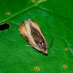 Variable Nigranum Moth thumbnail 2