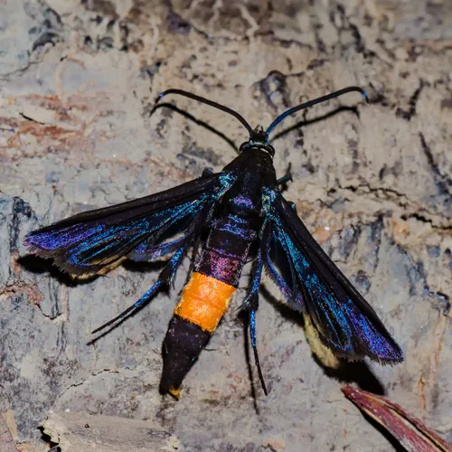 Peachtree Borer Moth