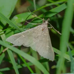 Speckled Renia Moth thumbnail 4
