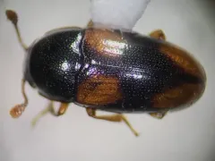Dacne quadrimaculata thumbnail 4