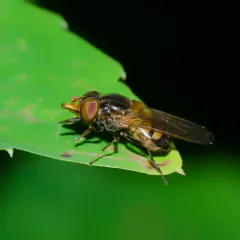 American Snout Fly thumbnail 2