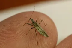 Western Damsel Bug thumbnail 3