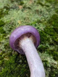 Cortinarius iodeoides thumbnail 3