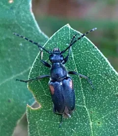 Brachyleptura vagans thumbnail 2