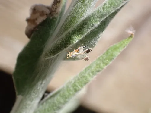 Trupanea signata