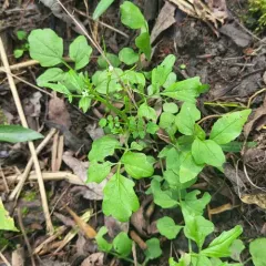 Nursery bittercress thumbnail 3