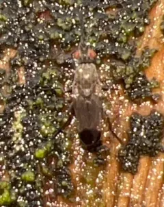 Fucellia apicalis thumbnail 4