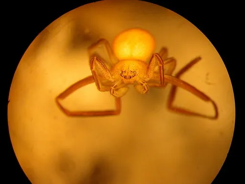 Evans's Running Crab Spider