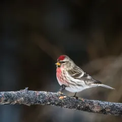 Redpoll thumbnail 1