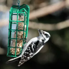Downy Woodpecker thumbnail 4