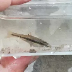 Western Blacknose Dace thumbnail 2