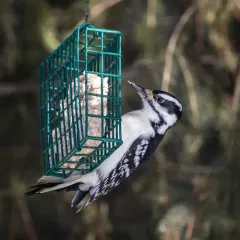Hairy Woodpecker thumbnail 3