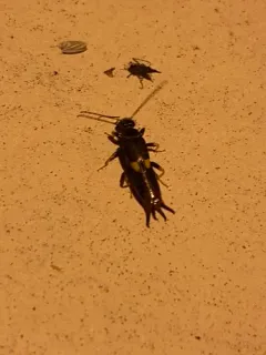 Bone-house Earwig thumbnail 4