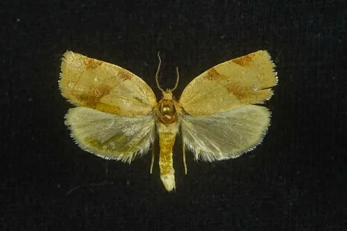 Zapulata Moth