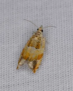 Epinotia terracoctana thumbnail 2