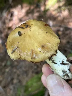 Cortinarius brunneoalbus thumbnail 2