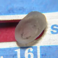 Creeping Ancylid thumbnail 4