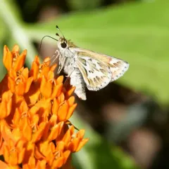 Sandhill Skipper thumbnail 4