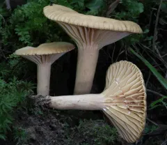 Lactarius subplinthogalus thumbnail 2