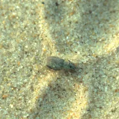 Asian Oak Weevil thumbnail 4