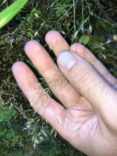 Howell's Bentgrass thumbnail 2