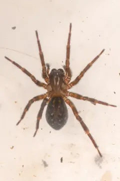 Cybaeopsis wabritaska thumbnail 1