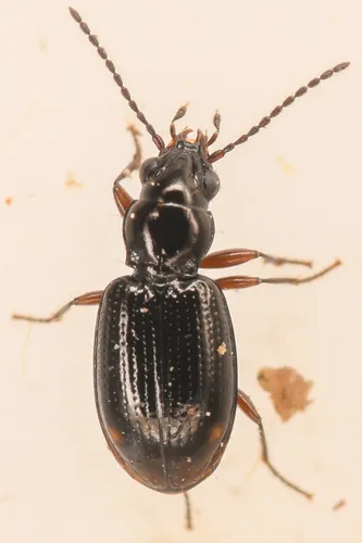 Bembidion fortestriatum
