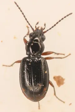 Bembidion fortestriatum thumbnail 1
