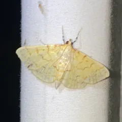Ironweed Root Moth thumbnail 3