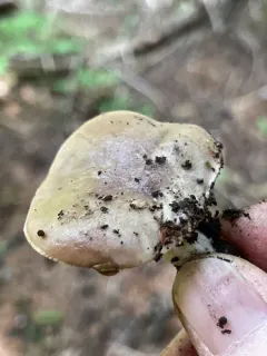 Lactarius caespitosus thumbnail 2