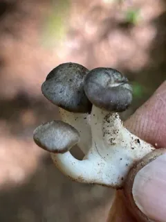Lyophyllum fumosum thumbnail 2