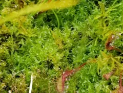 Threeranked humpmoss thumbnail 3