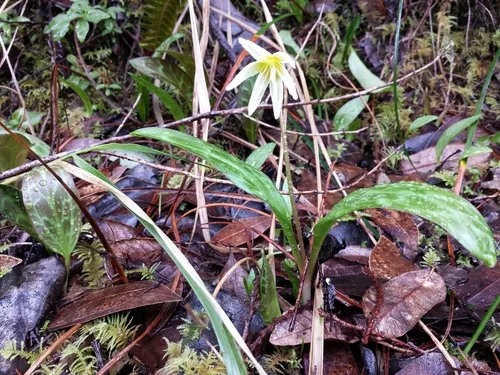 California Fawn Lily