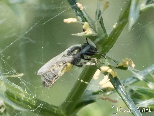 Lasioglossum albohirtum