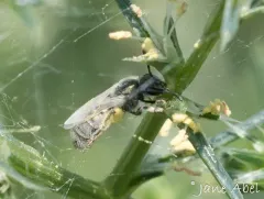 Lasioglossum albohirtum thumbnail 1